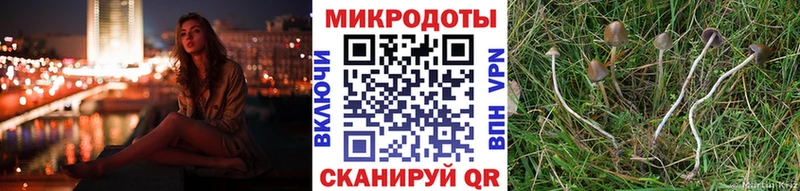 Галлюциногенные грибы Psilocybine cubensis  Купить где  Заринск 